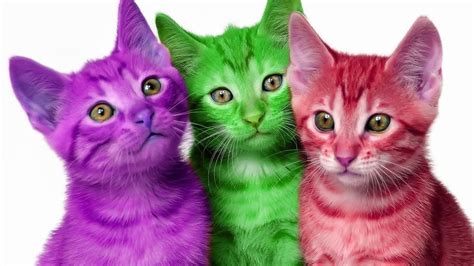 colores de gatos - fabrica de sorvete